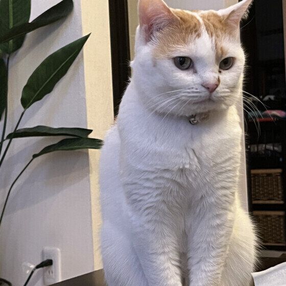 ちょこんと座るキナコちゃん