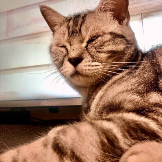 トラまるくん（アメリカンショートヘア）