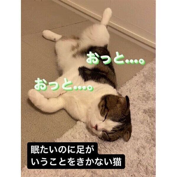 眠たいのにうまく体勢が決まらないこたろうくん