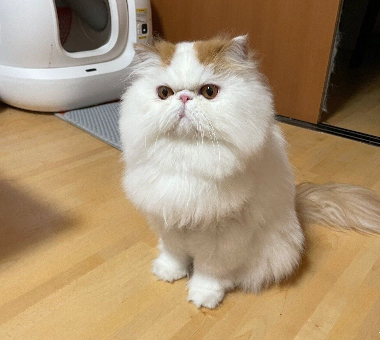 キャットウォークでスヤスヤ眠る猫 福々しい姿に「猫仙人」「猫