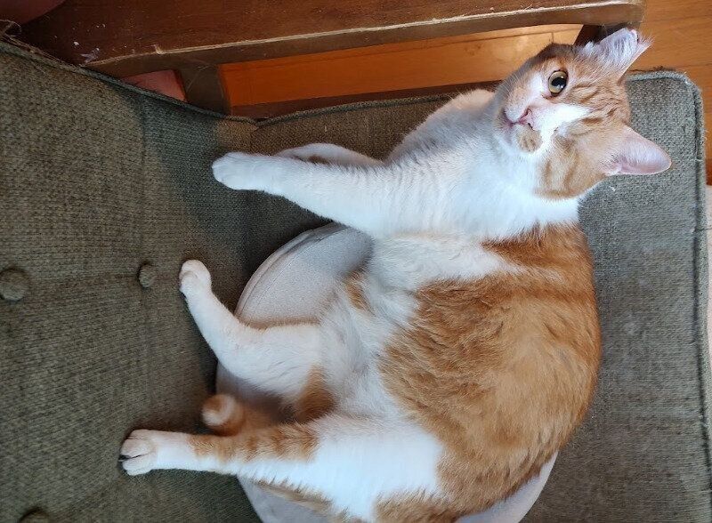 くつろいでいる猫