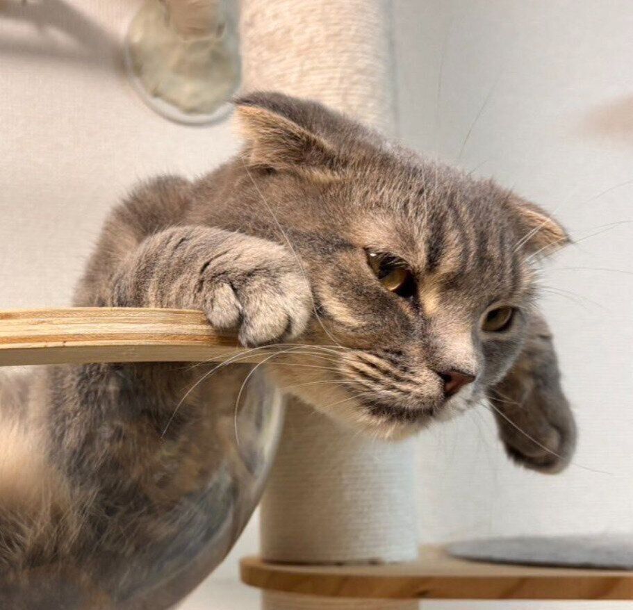 リラックスしているスコティッシュフォールド