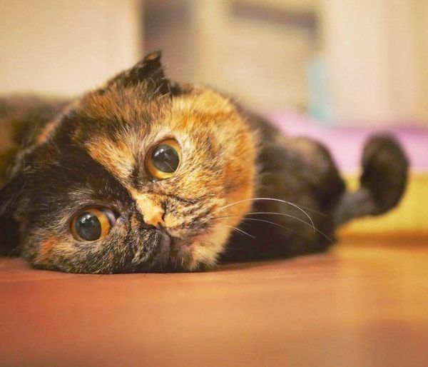 元保護猫・うにちゃん