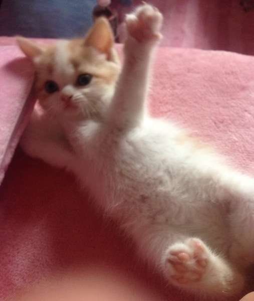 手を上げてあいさつをするスコティッシュフォールドのぷーたん