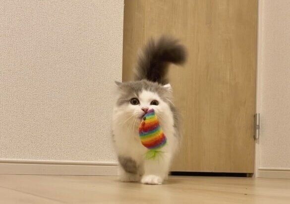 おもちゃをくわえるイヴちゃん