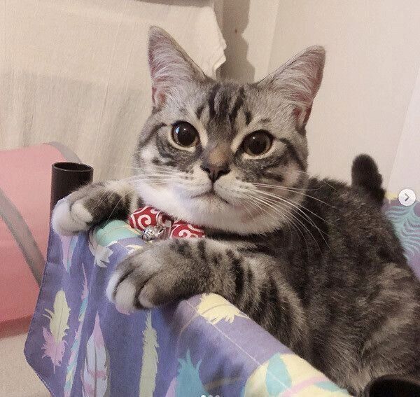 見つめるバロンちゃん