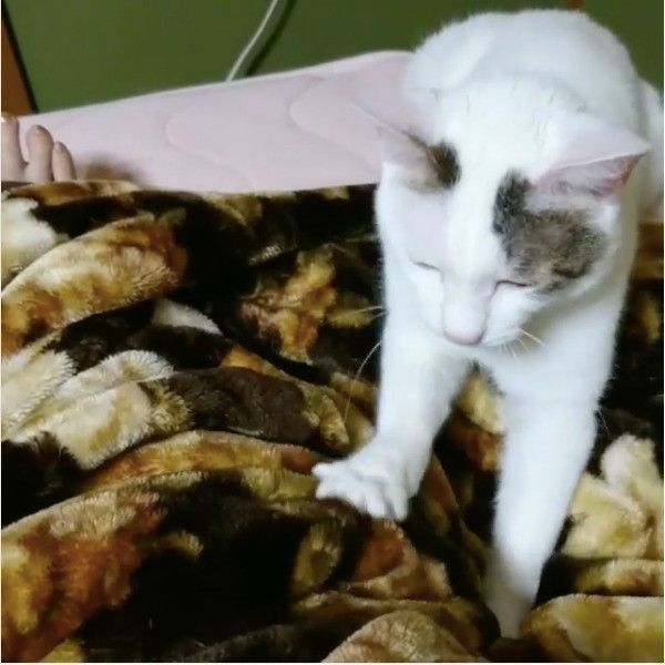 ふみふみニャンコ