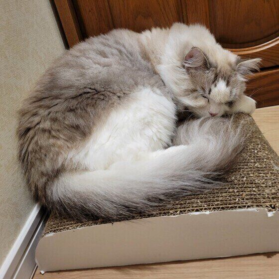 ラグドールのミーくん♪