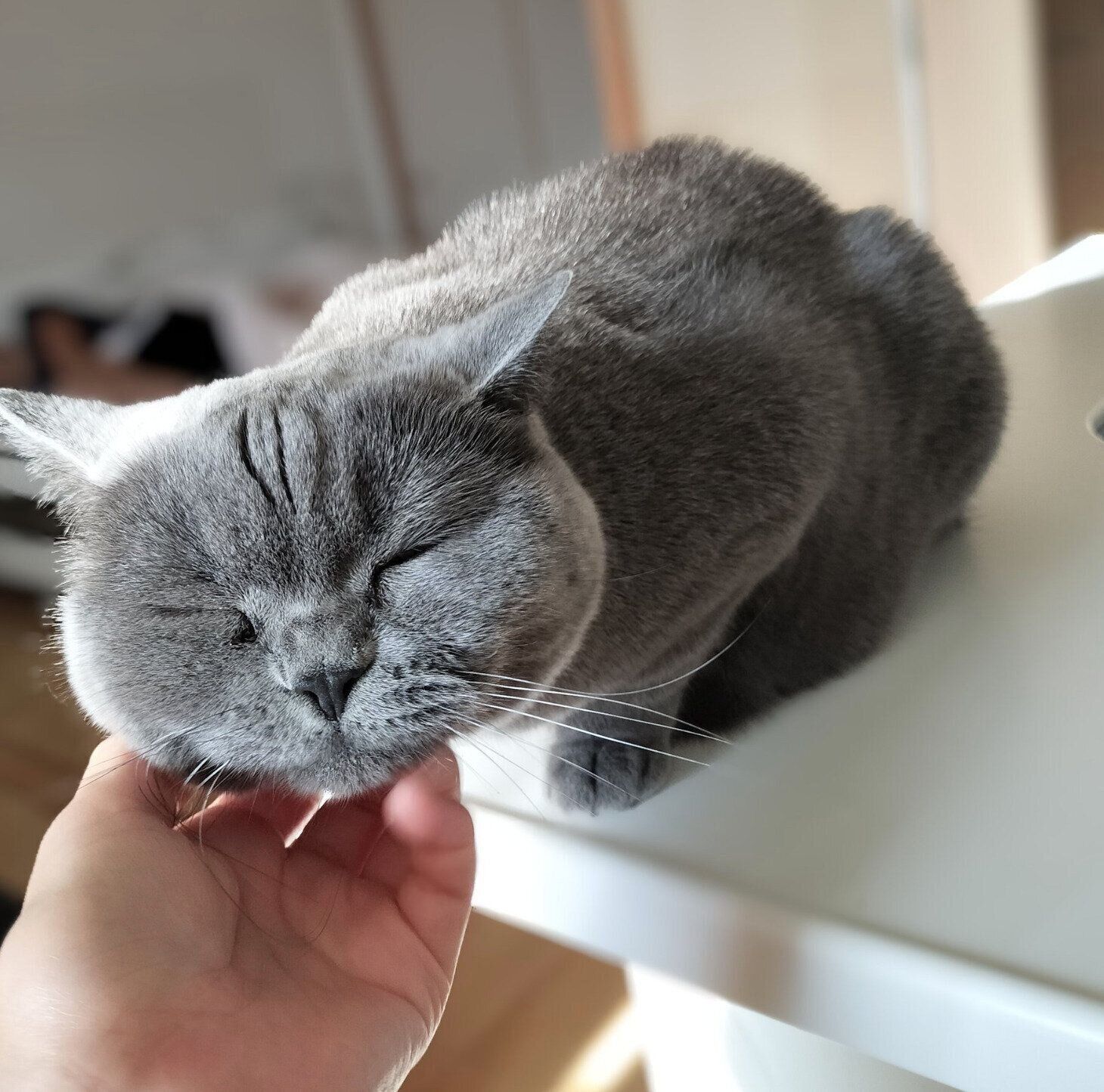 マッサージを堪能するハラミちゃん