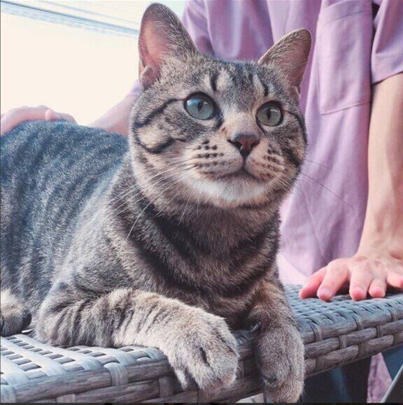 リラックスしている元保護猫ハナくん