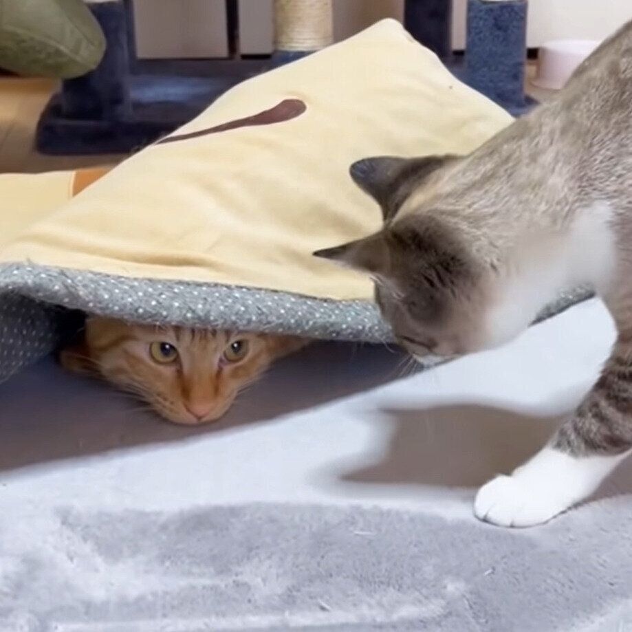 潜っているリクちゃんと、やってきたリノちゃん