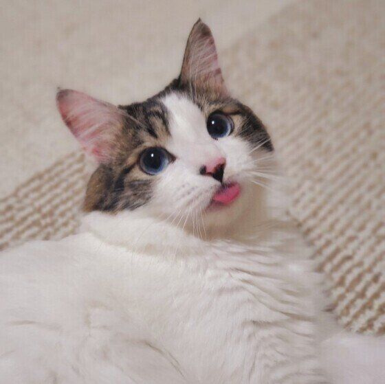 Mix（キジトラ）の福ちゃん♪