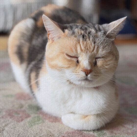 香箱座りをするスコティッシュ・フォールド