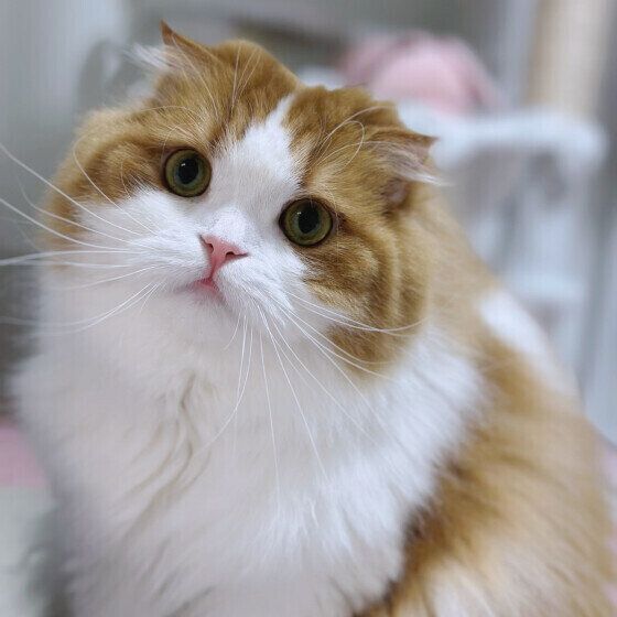 スコティッシュフォールドのさくらちゃん
