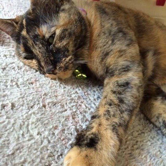 ねこのきもち投稿写真ギャラリー