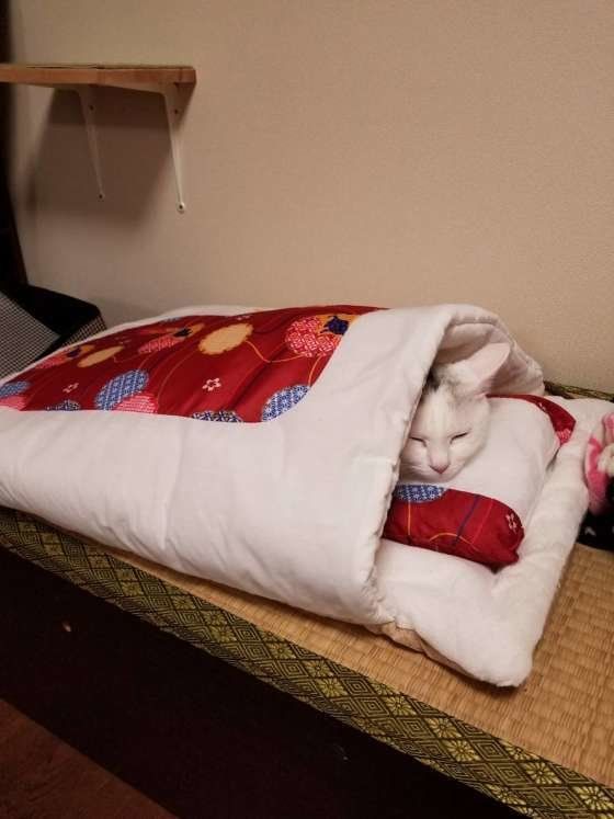 布団で気持ちよさそうに眠るMIXミケのパン