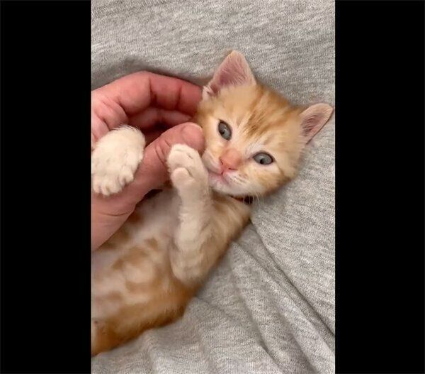 じゃれるまめさん