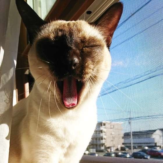 ひなたぼっこサイコー！