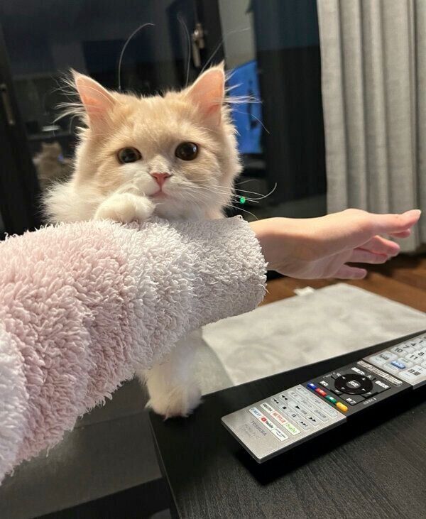 机に乗るのを止められたビジュちゃん