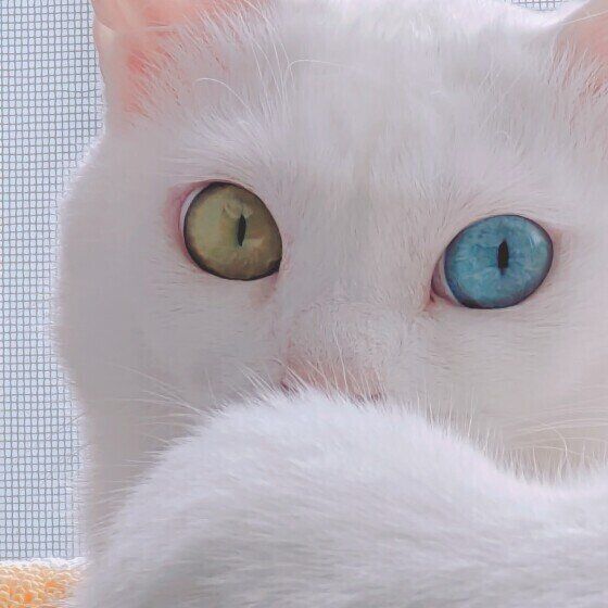 白猫の雪月ちゃん