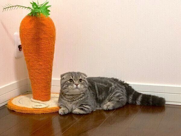 くつろぐたこやきくん