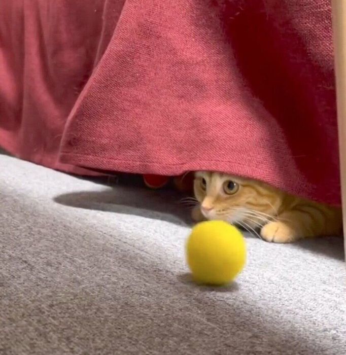 ソファの下に潜るころもちゃん