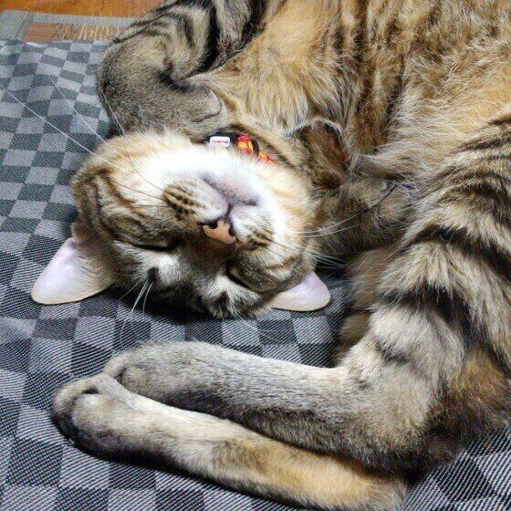 眠っている出雲くん