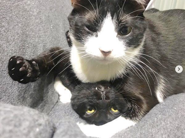 元保護猫・虎徹くんとはなびくん