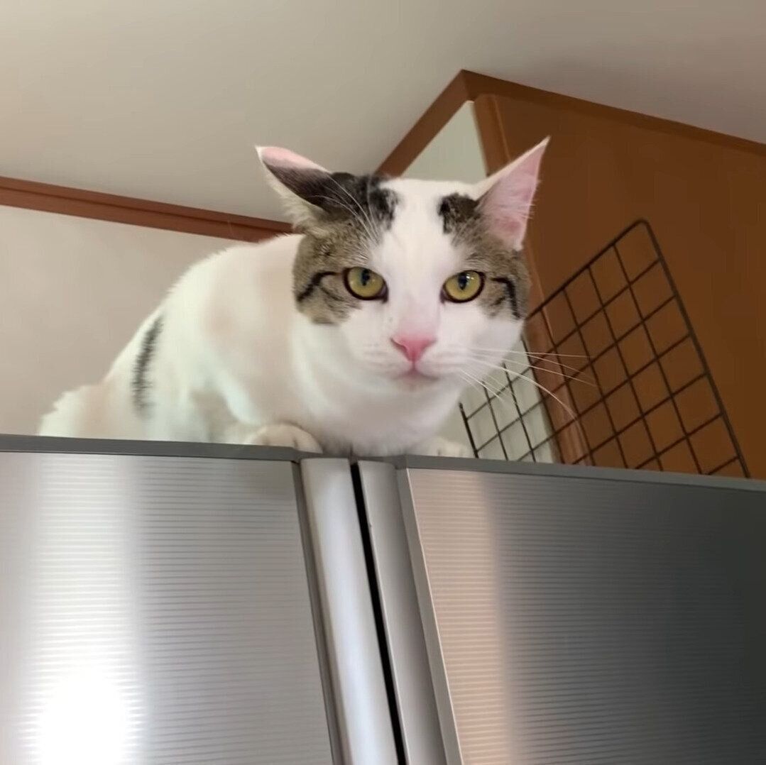 カメラ目線な豆大福ちゃん