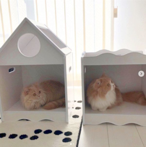 クローゼットに入るミヌエット