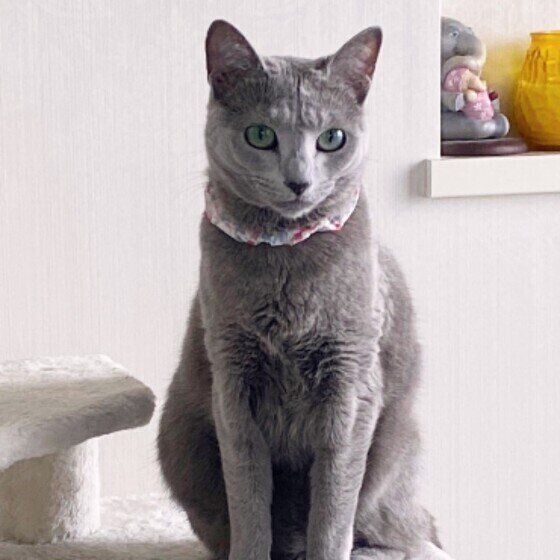 ロシアンブルーのリサリサちゃん