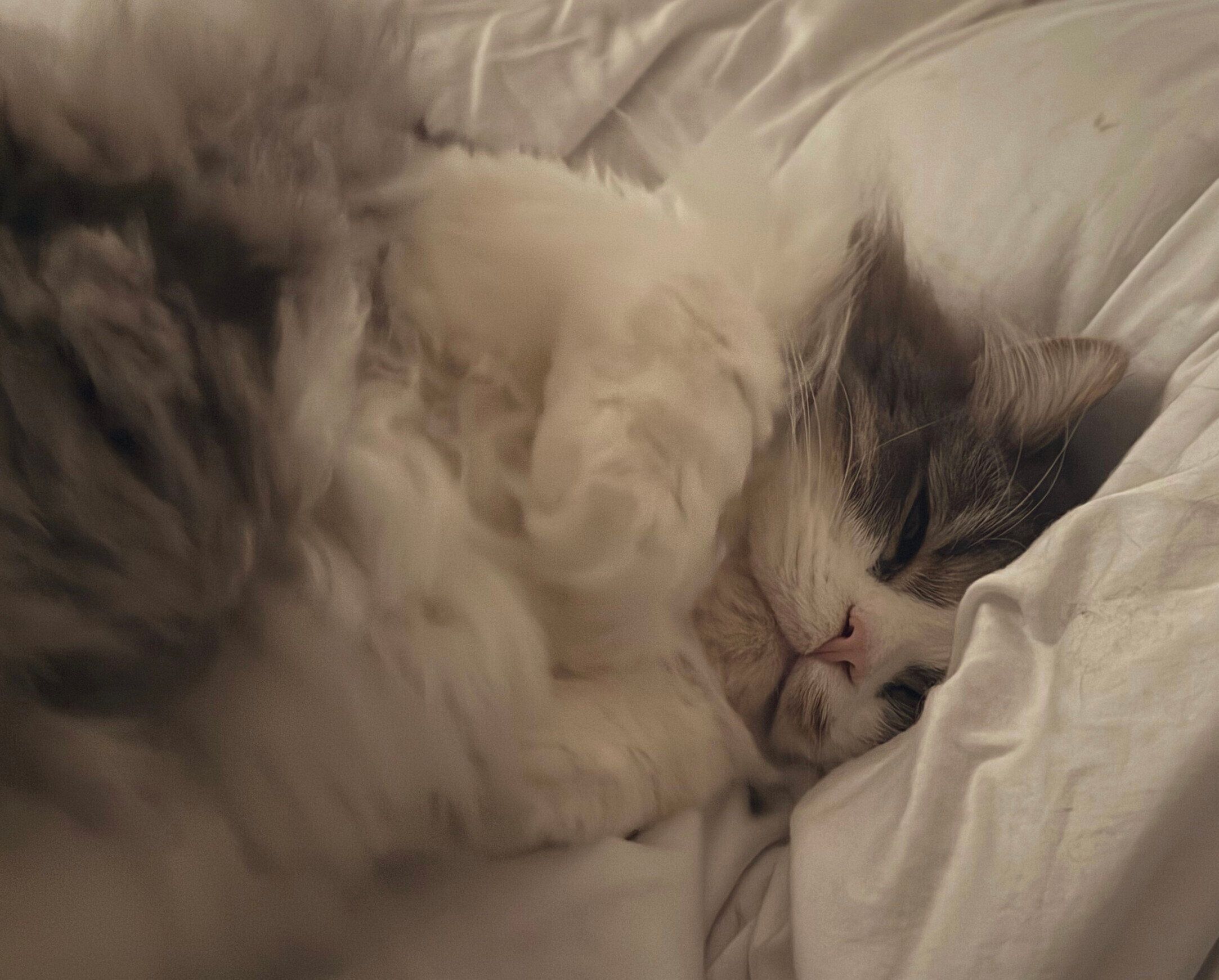 飼い主さんのベッドに来て甘えるたおくん