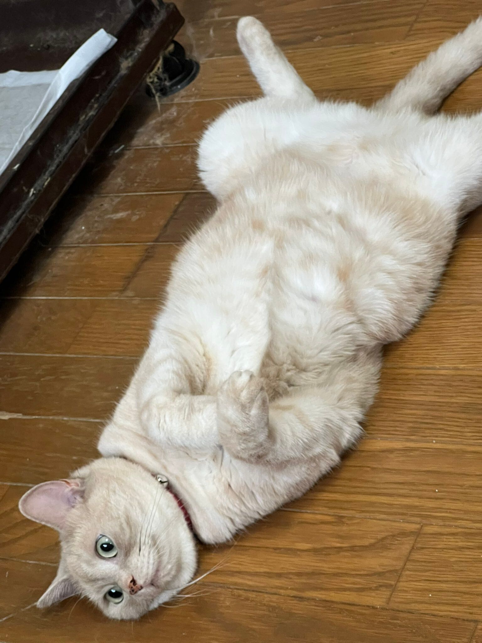 3才のアメリカンショートヘア