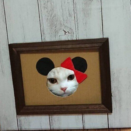 マンチカンのこうめちゃんと段ボールハウス