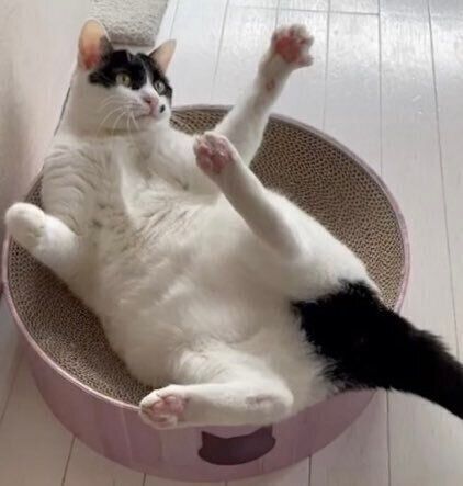 7才になったらんちゃん