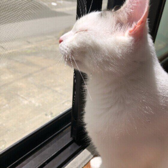 スコティッシュフォールドのごはんくん