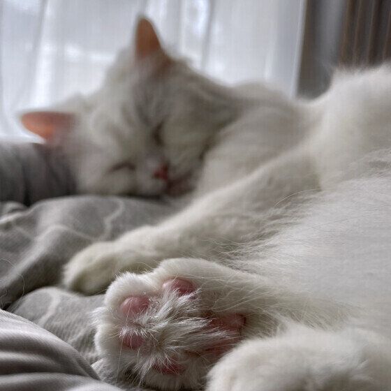 スコティッシュフォールドのまるちゃんの肉球