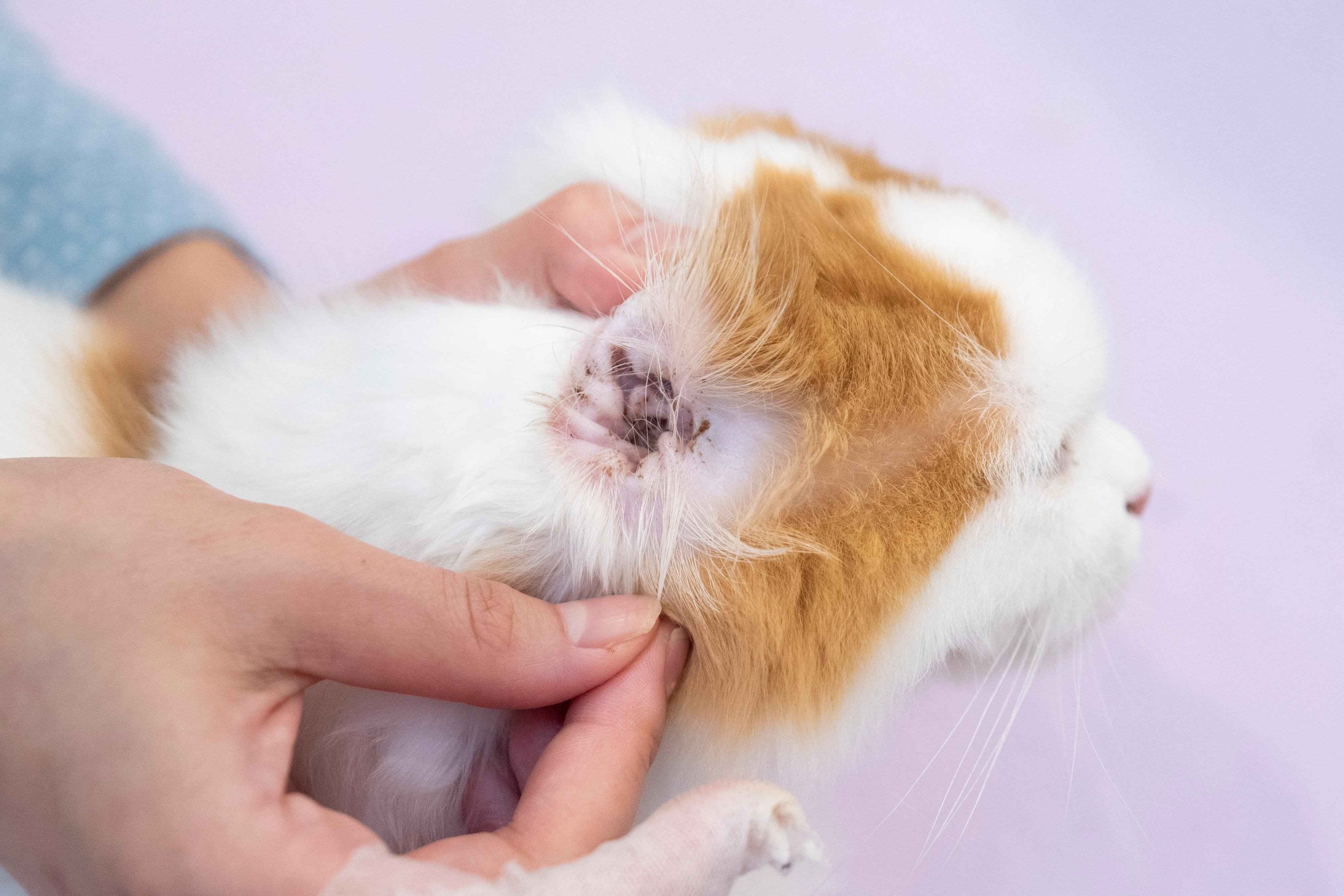 撮影／中川文作