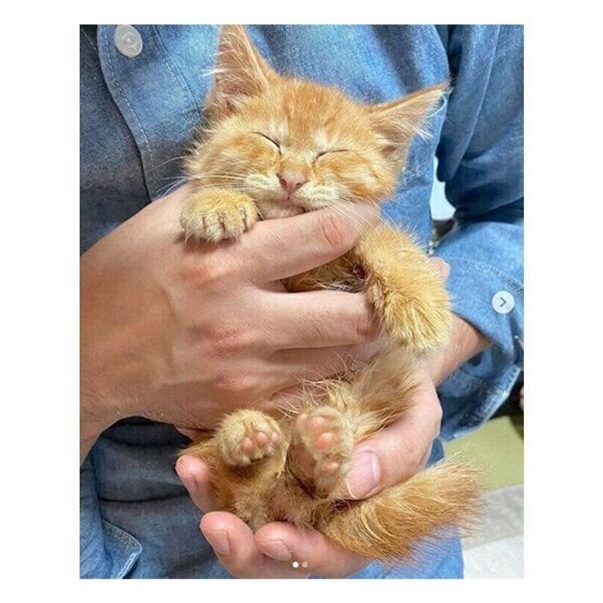 雨に濡れてうずくまっていた子猫を発見 上空にはカラスが とっさの判断で保護 突然猫と暮らすことになった夫婦の話 ねこのきもちweb Magazine 雨に濡れてうずくまっていた子猫を発見 上空にはカラスが とっさの判断で保護 突然猫と暮らすことになった夫婦の話 ねこのきもちweb Magazine