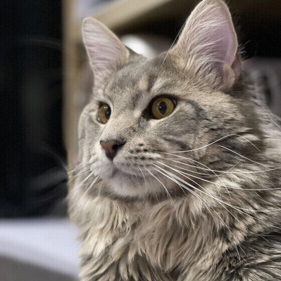 何かを見つめるメインクーン