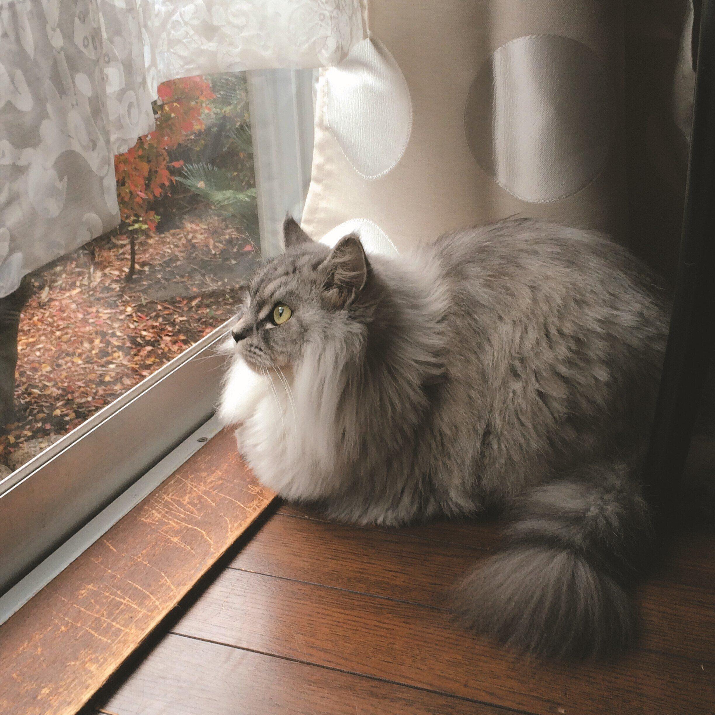 画像／ねこのきもち25年3月号