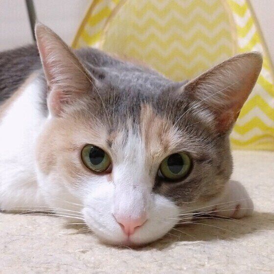 今日お誕生日MIXミケ