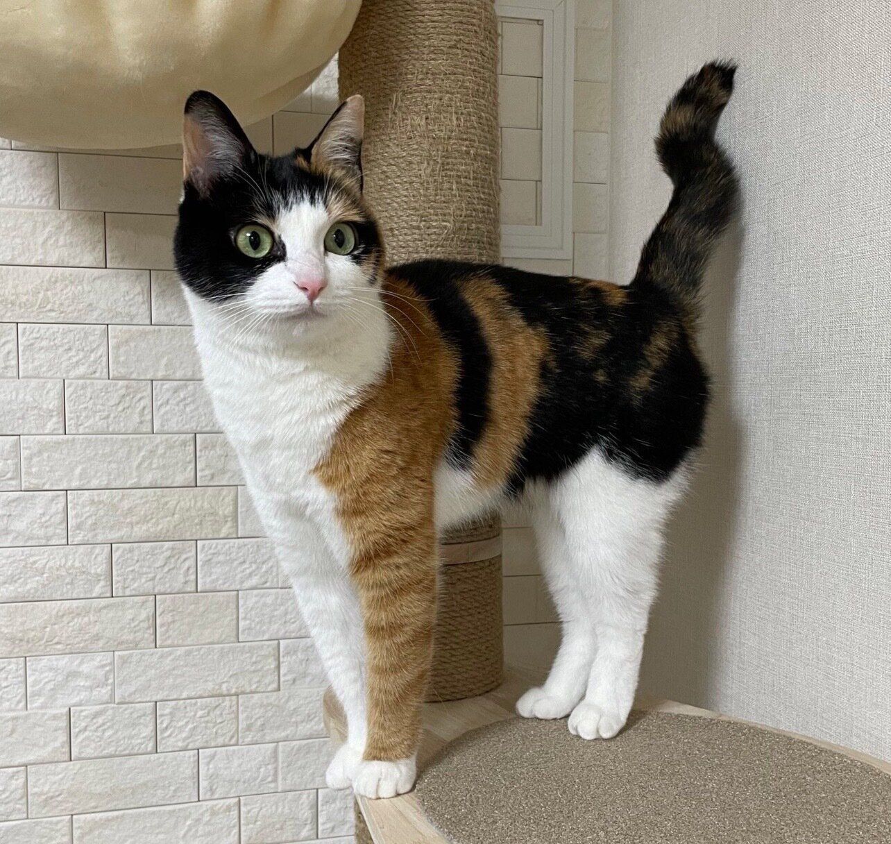 キャットタワーに登るなっちゃん