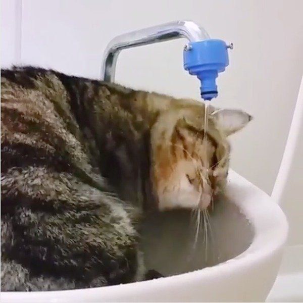 お水が飲みたいエキゾチックショートヘア