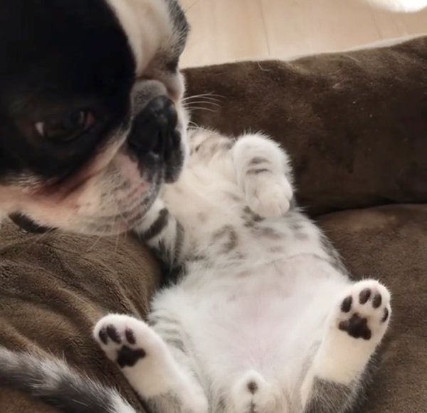 じゃれ合うボストン・テリアとスコティッシュフォールド