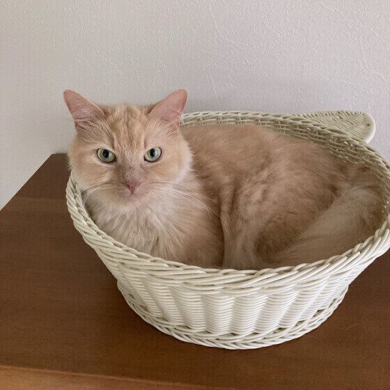 マンチカンのはるきくん　9才