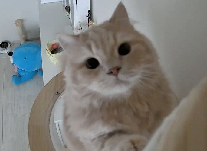 見守りカメラに反応するつきみくん