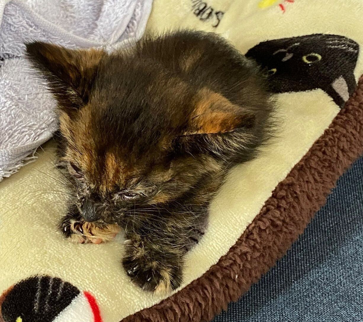 保護して間もないころのまるちゃん