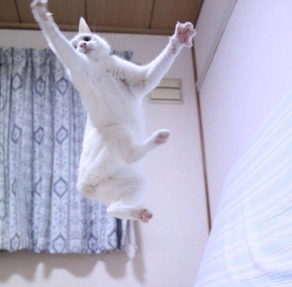 ワイルドな白猫