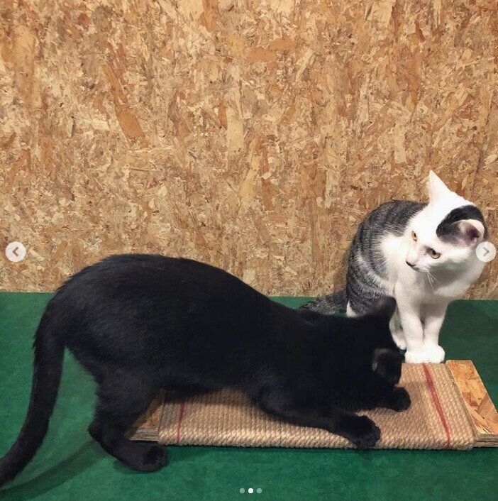 兄弟猫と麻縄の爪とぎ